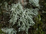 Ramalina farinacea-3.jpg